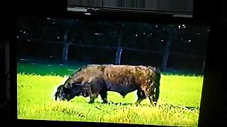 big pushi porn video