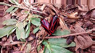 insect sex bedroom sleeping romance