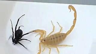 darifa sex porn no sex porno films