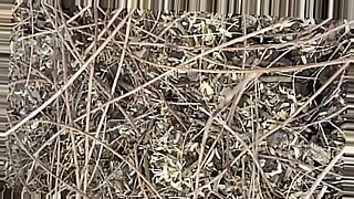 opan sex in forest