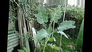 x hamster free video