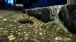 attack of the amazon slut