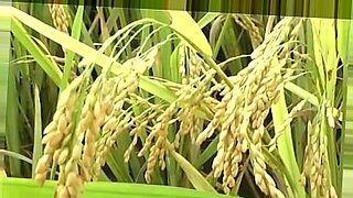 bangla boudi hd video